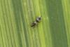 Aeolothrips sp.